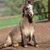 Cindi Spears-Cahill's profile image