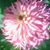 Liz Snider's profile image