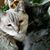 Roxanne Aitken's profile image