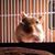 Shawn Frisch's profile image