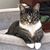 Sharon Wickham's profile image