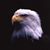 Hector Amaya's profile image