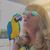 Denise Smith-Wilkins's profile image