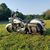 Joy Rich McSwain's profile image