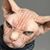 Lisa Fancypants's profile image