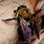 Ellen Hankin Rickenbaker's profile image