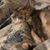Esther Khan's profile image