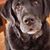 Tracy Frein's profile image