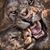 Maria Pacillo Symonds's profile image