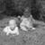 Linda Chastain's profile image