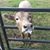 Denise McManus West's profile image