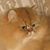 Pamela Herrman's profile image