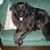 Shaggy Baddog's profile image