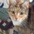 Susan Coppola Gill's profile image