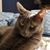 Sue Tarasevic's profile image