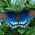Sue Plaksin's profile image