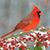 Clara D. Green's profile image