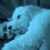 Vivian Caro's profile image