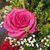 Isabel Quintanilla's profile image
