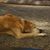 Sherry Phelps's profile image