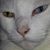Tracy Sease Mueller's profile image