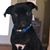 Sonia Shiplett Stratton's profile image