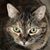 Denise Maziarz's profile image