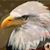 Deb Yeakel Kneiss's profile image
