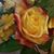 Mary Sampson's profile image