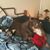 Karen Stravino's profile image
