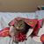 Melissa Ebeling's profile image