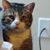 Jitterbug Whitesel's profile image