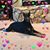 Melody DobieLover Shaw Wigal's profile image