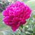 Melanie Pentecost's profile image