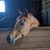 Jill Jaworski Zimprich's profile image