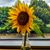 Nur-Taz Obaid's profile image