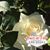 Jan Deaton Morgan's profile image