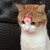 Amy Yukino's profile image