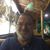 Anthony Sodano-Riollano's profile image
