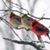 Betty Heilman's profile image