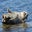 Noele L.'s profile image