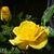 Julia Campbell Brown's profile image