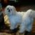 Vicki Crum Lovins's profile image