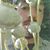 Fume Roxwell's profile image