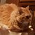 Carol Watters Gresham's profile image