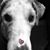 Anne Sharp Oleksy's profile image