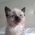 Andreia Serrano Andreassa's profile image