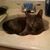Paul C. Callender's profile image