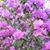 Connie Lieder's profile image
