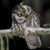 Gerri Chesney's profile image